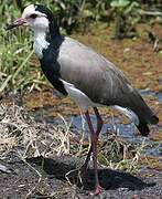 Long-toed Lapwing