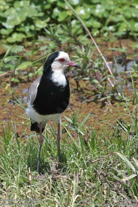 Long-toed Lapwingadult