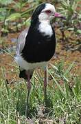 Vanneau à ailes blanches