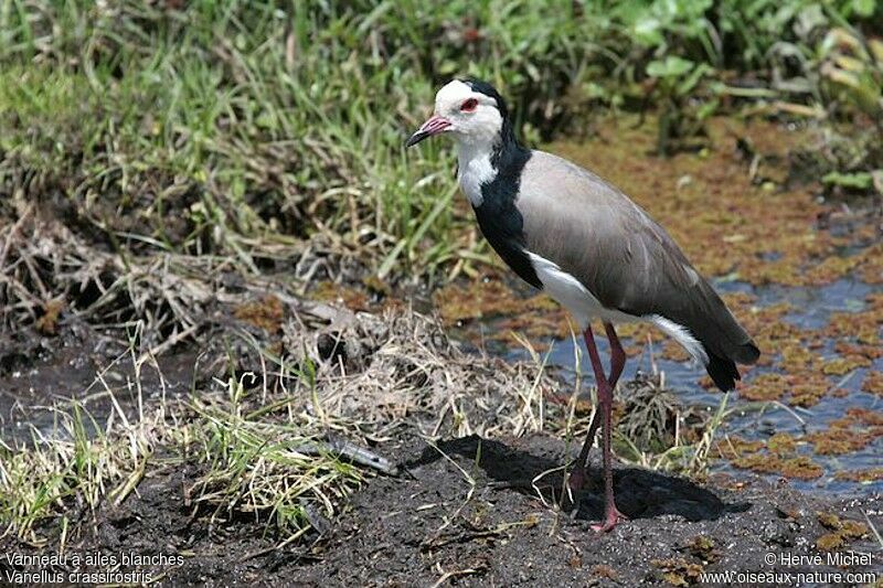 Long-toed Lapwingadult