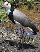 Long-toed Lapwing