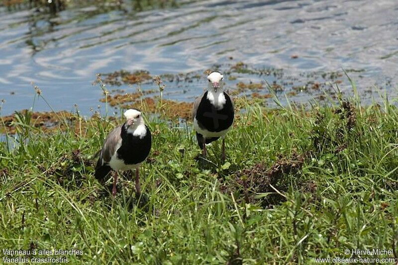 Long-toed Lapwing