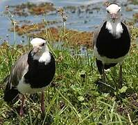 Long-toed Lapwing