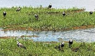 Long-toed Lapwing