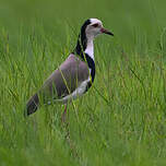 Vanneau à ailes blanches