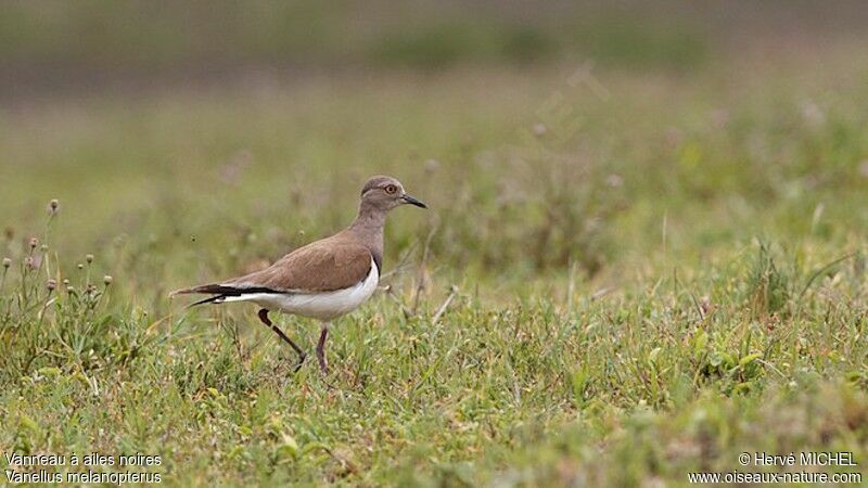 Black-winged Lapwingadult breeding