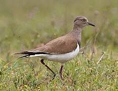 Black-winged Lapwing