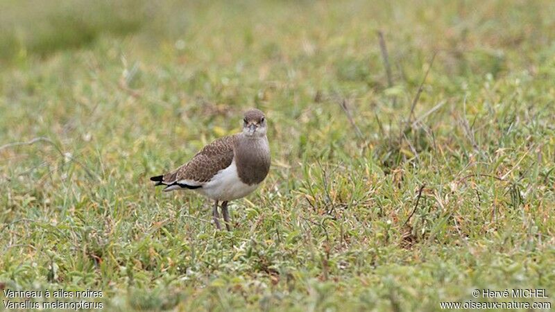 Black-winged Lapwingjuvenile