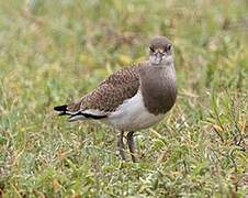 Black-winged Lapwing