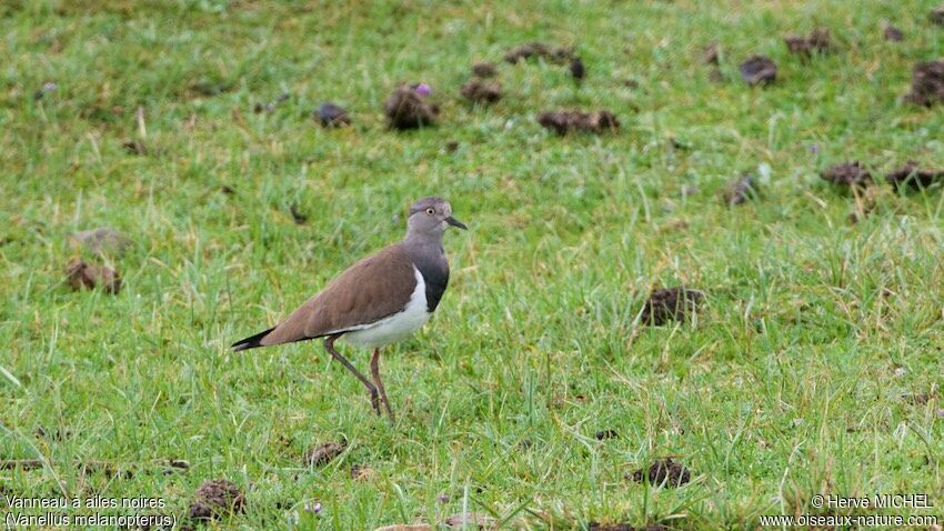 Black-winged Lapwing