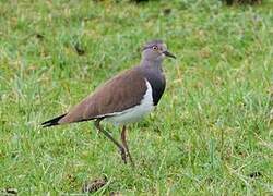 Black-winged Lapwing