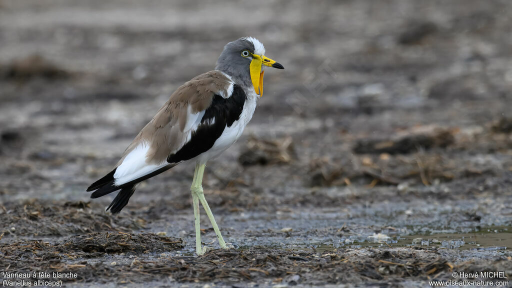 White-crowned Lapwingadult