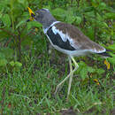 Vanneau à tête blanche