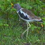 Vanneau à tête blanche