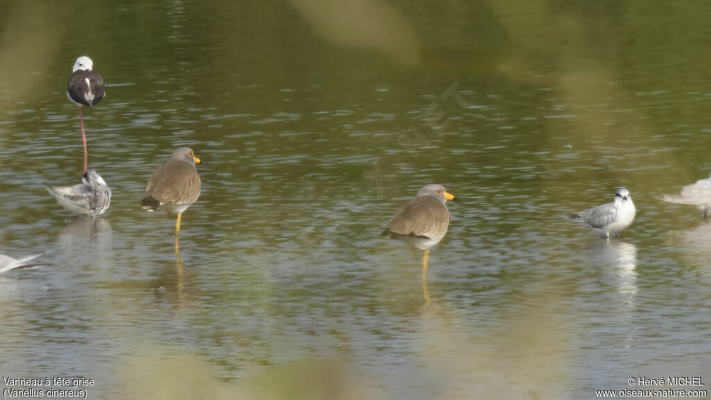 Grey-headed Lapwing