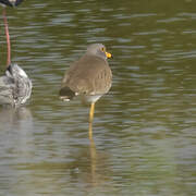 Grey-headed Lapwing