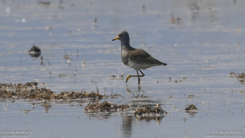 Grey-headed Lapwing