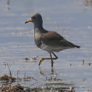 Grey-headed Lapwing