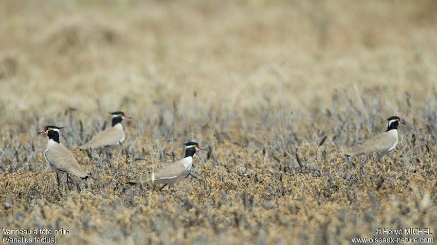 Black-headed Lapwing