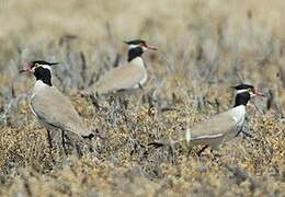 Black-headed Lapwing