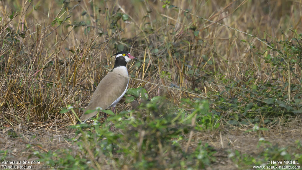 Black-headed Lapwingadult