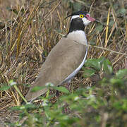 Black-headed Lapwing