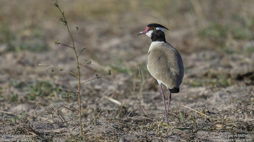 Black-headed Lapwingadult