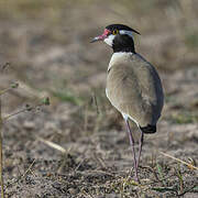 Black-headed Lapwing