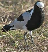 Blacksmith Lapwing