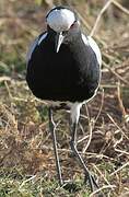 Blacksmith Lapwing