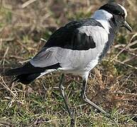 Blacksmith Lapwing