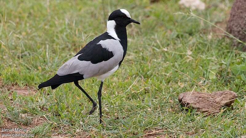 Blacksmith Lapwingadult, identification