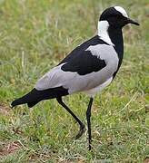 Blacksmith Lapwing