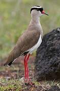 Crowned Lapwing