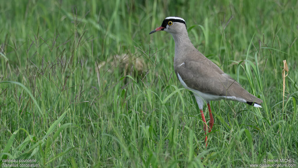 Crowned Lapwing