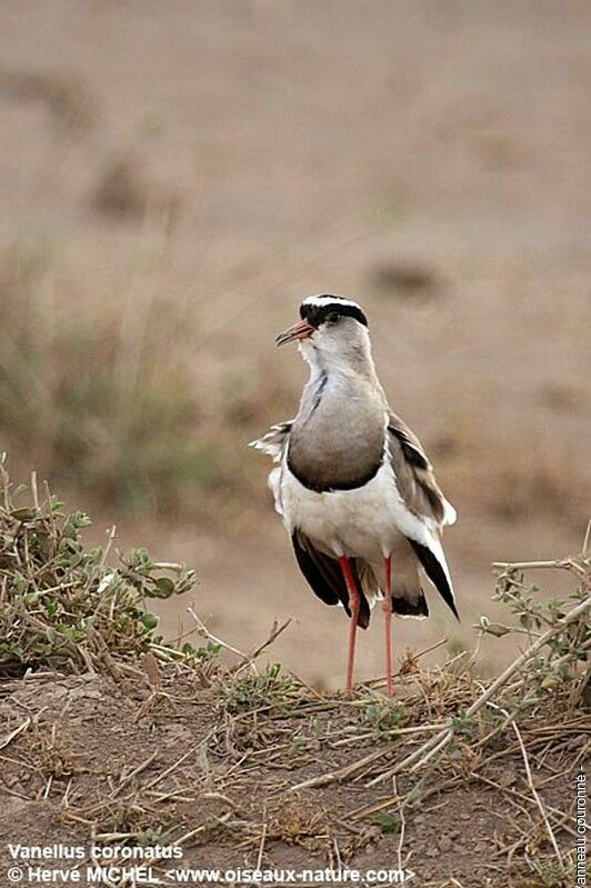 Crowned Lapwingadult