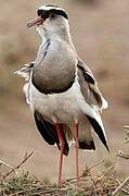 Crowned Lapwing