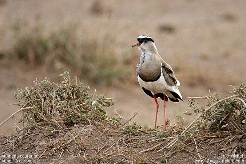 Crowned Lapwingadult