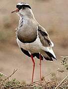 Crowned Lapwing