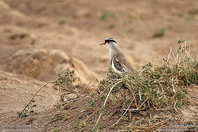 Crowned Lapwingadult