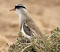 Crowned Lapwing