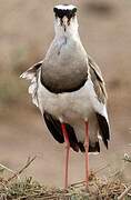 Crowned Lapwing