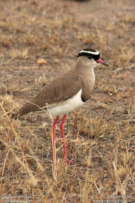 Crowned Lapwingadult