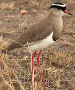 Crowned Lapwing