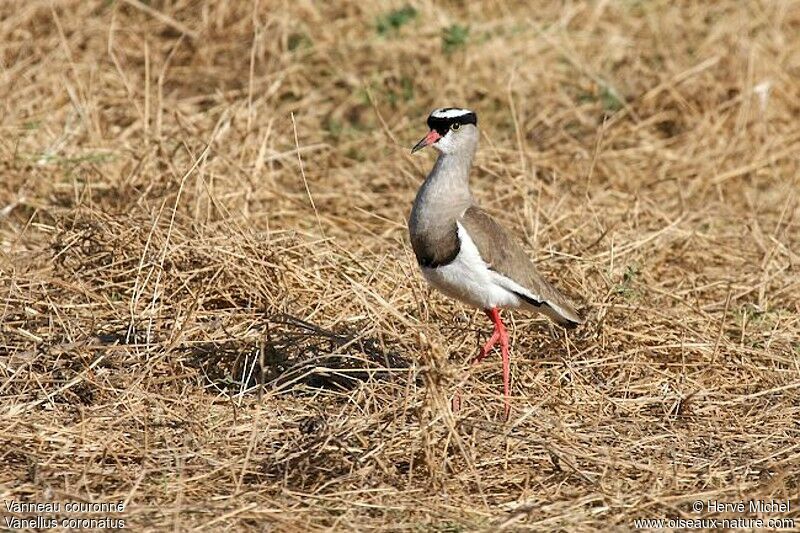 Crowned Lapwingadult