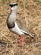 Crowned Lapwing