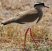 Crowned Lapwing