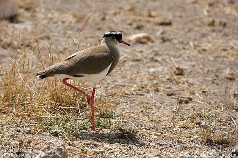 Crowned Lapwingadult