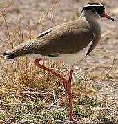 Crowned Lapwing