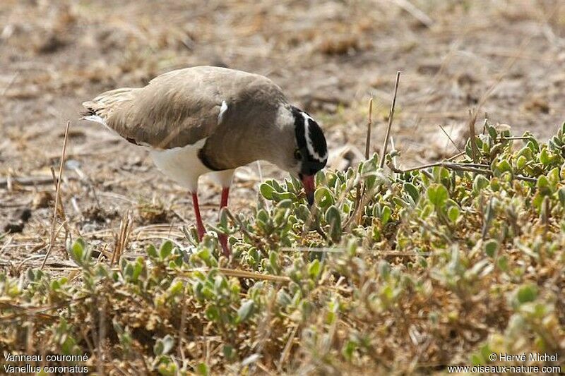 Crowned Lapwingadult